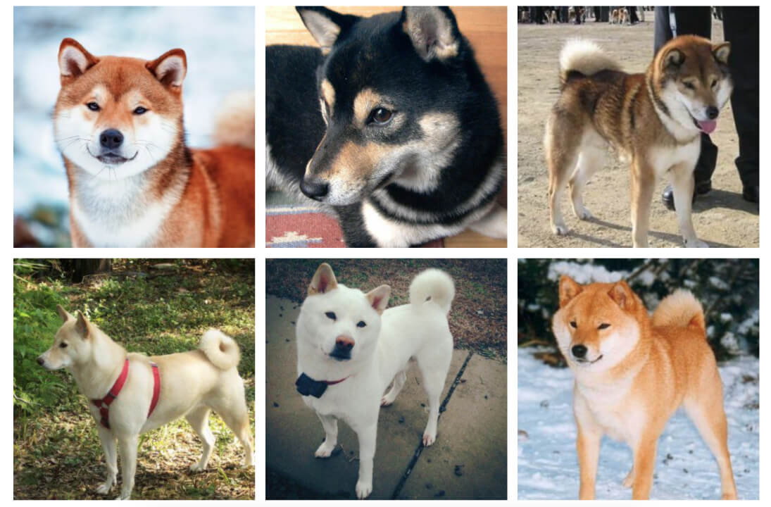 Shiba Inu Colors Shiba Inu Colors